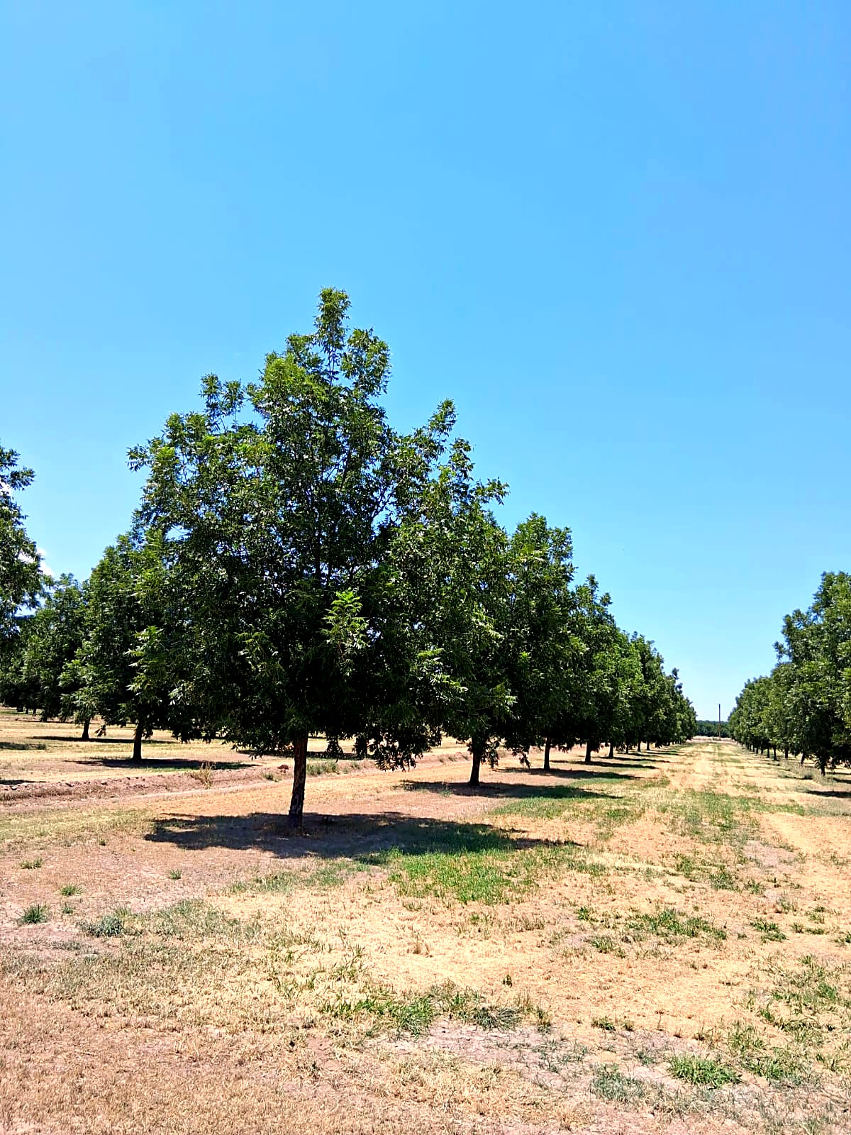 Pecan orchard rows, looking down the property